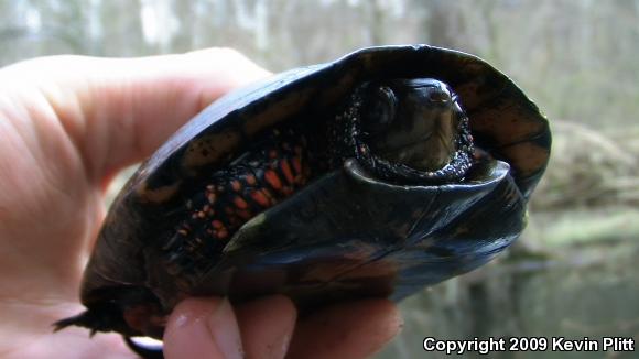 Spotted Turtle (Clemmys guttata)