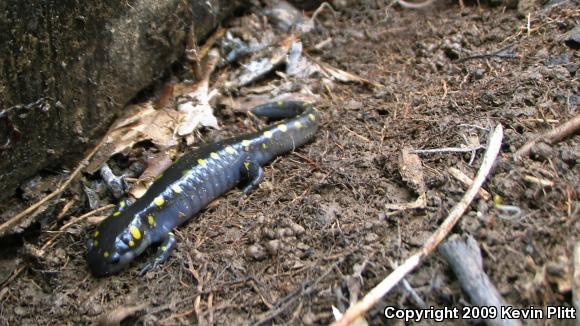 Spotted Salamander (Ambystoma maculatum)