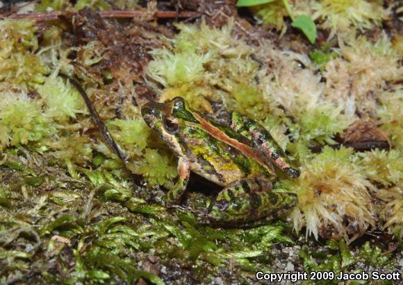 Florida Cricket Frog (Acris gryllus dorsalis)