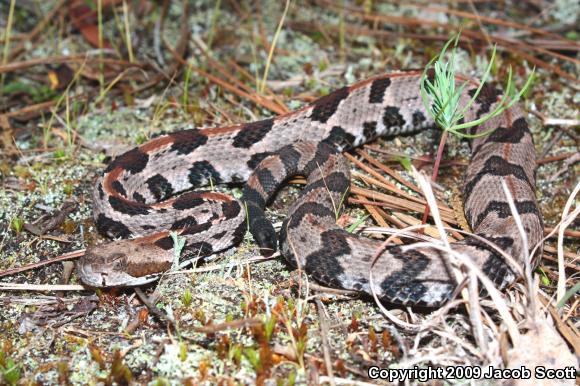 Timber Rattlesnake (Crotalus horridus)