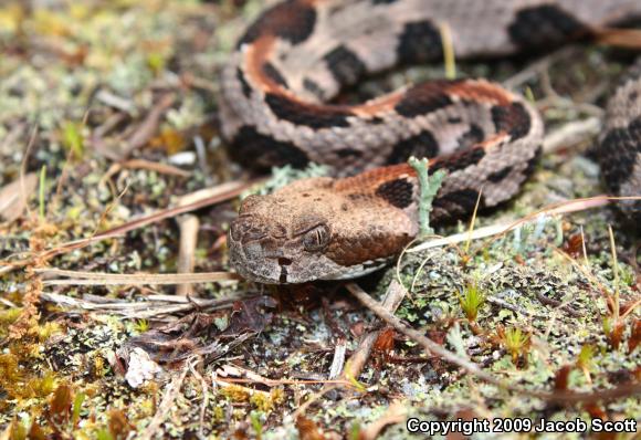 Timber Rattlesnake (Crotalus horridus)