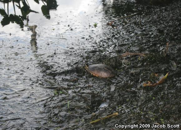 Striped Mud Turtle (Kinosternon baurii)