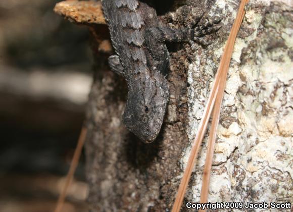 Eastern Fence Lizard (Sceloporus undulatus)