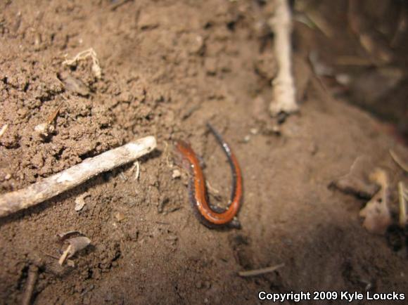 Eastern Red-backed Salamander (Plethodon cinereus)