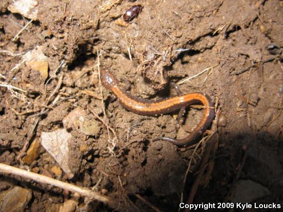 Eastern Red-backed Salamander (Plethodon cinereus)