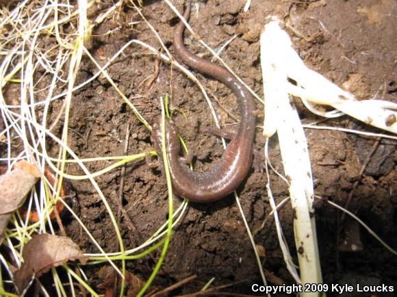 Eastern Red-backed Salamander (Plethodon cinereus)