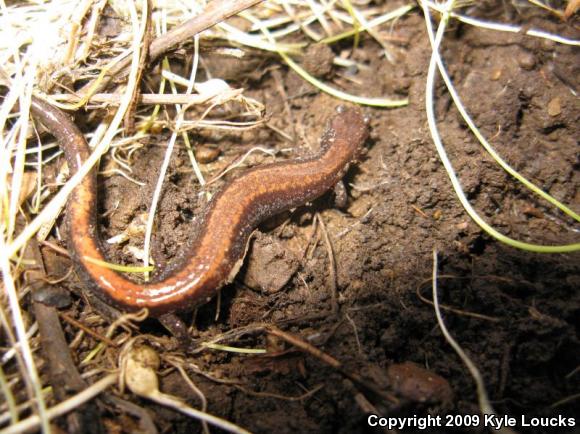 Eastern Red-backed Salamander (Plethodon cinereus)