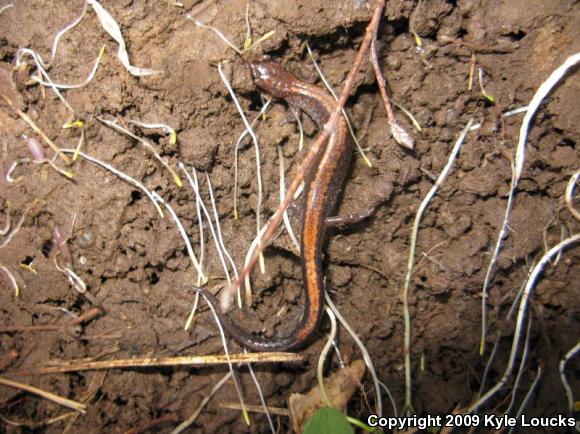 Eastern Red-backed Salamander (Plethodon cinereus)