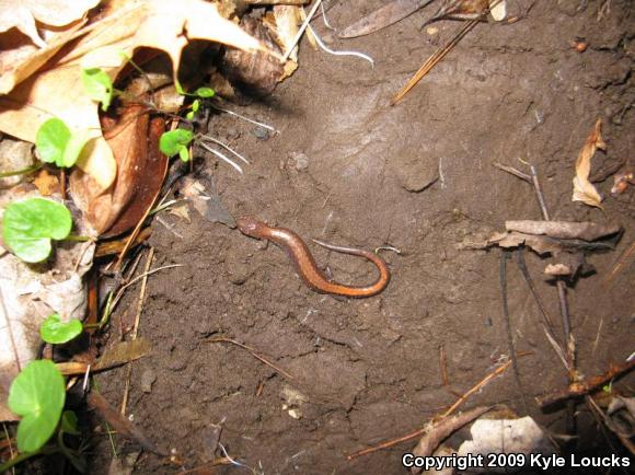 Eastern Red-backed Salamander (Plethodon cinereus)