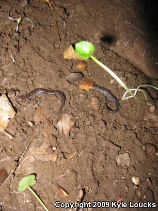 Eastern Red-backed Salamander (Plethodon cinereus)