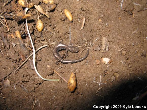 Eastern Red-backed Salamander (Plethodon cinereus)