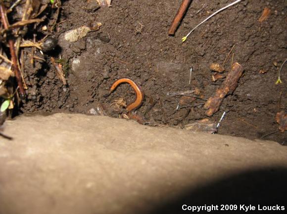 Eastern Red-backed Salamander (Plethodon cinereus)