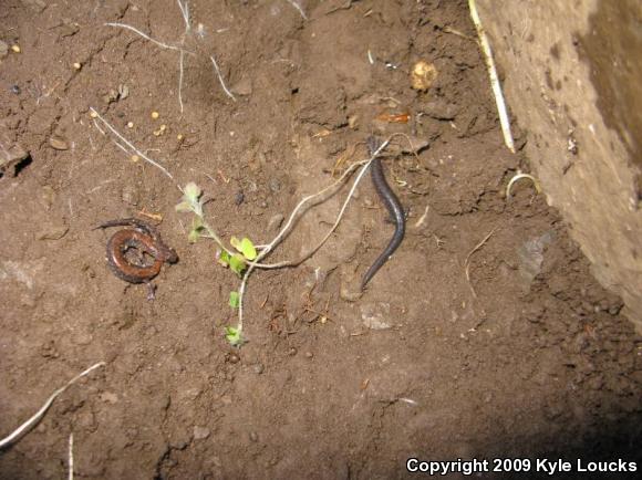 Eastern Red-backed Salamander (Plethodon cinereus)