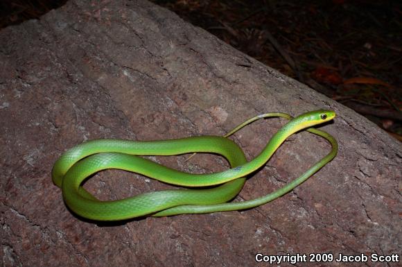 Florida Rough Greensnake (Opheodrys aestivus carinatus)