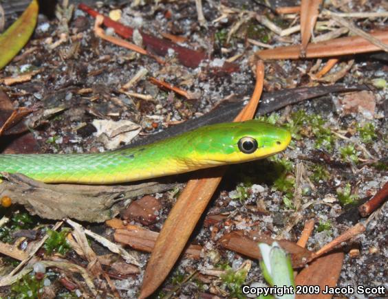 Florida Rough Greensnake (Opheodrys aestivus carinatus)