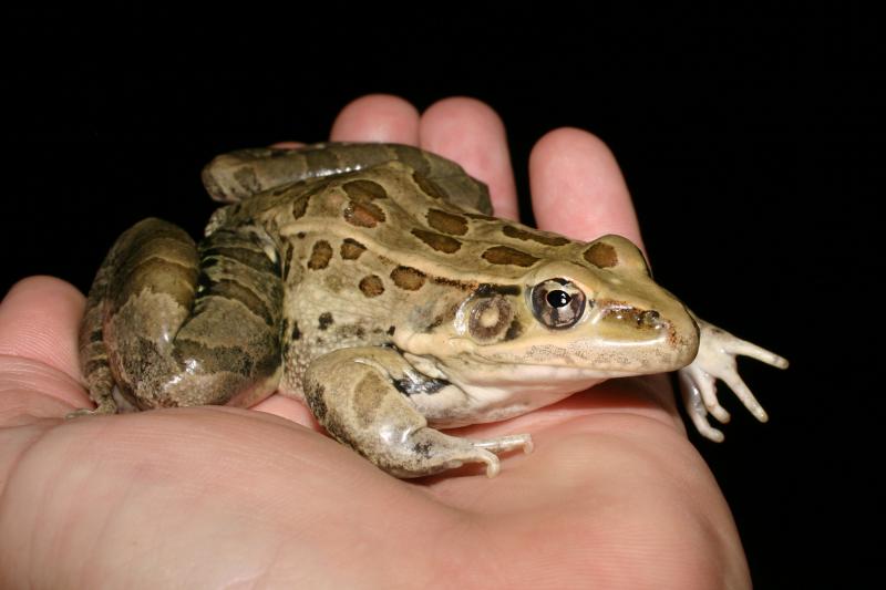 Rio Grande Leopard Frog (Lithobates berlandieri)