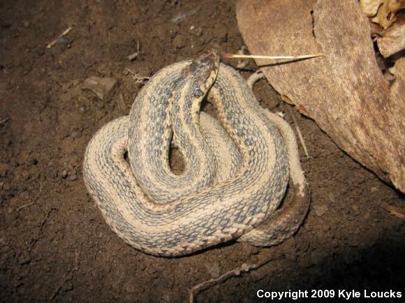 Eastern Gartersnake (Thamnophis sirtalis sirtalis)