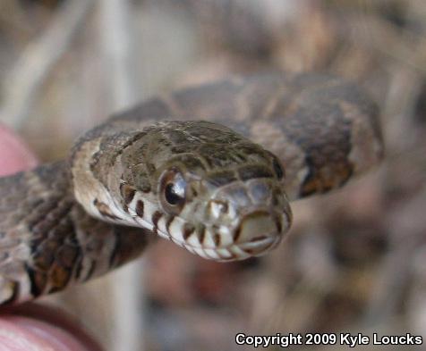 Northern Watersnake (Nerodia sipedon sipedon)