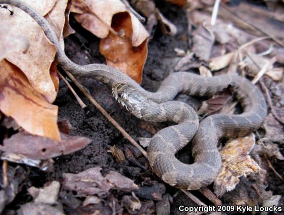 Northern Watersnake (Nerodia sipedon sipedon)