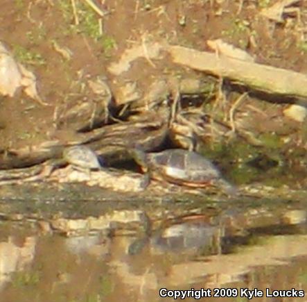 Eastern Painted Turtle (Chrysemys picta picta)