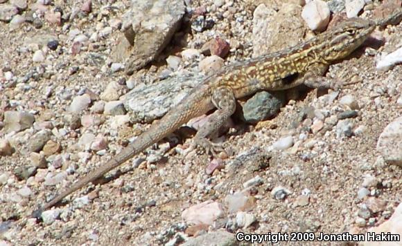 Western Side-blotched Lizard (Uta stansburiana elegans)