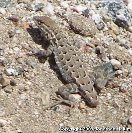 Western Side-blotched Lizard (Uta stansburiana elegans)