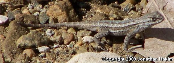 Great Basin Fence Lizard (Sceloporus occidentalis longipes)