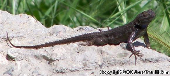 Great Basin Fence Lizard (Sceloporus occidentalis longipes)