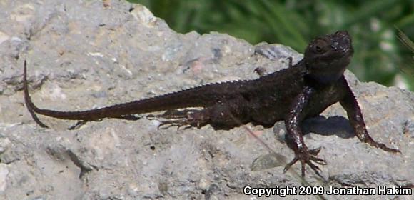 Great Basin Fence Lizard (Sceloporus occidentalis longipes)