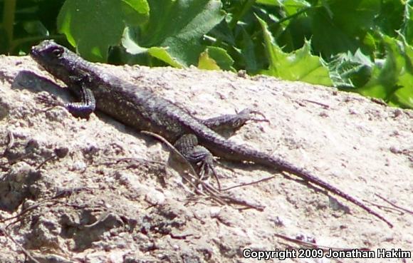 Great Basin Fence Lizard (Sceloporus occidentalis longipes)