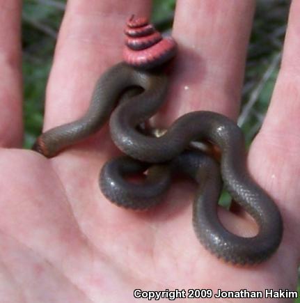 San Bernardino Ring-necked Snake (Diadophis punctatus modestus)