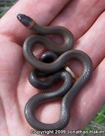 San Bernardino Ring-necked Snake (Diadophis punctatus modestus)