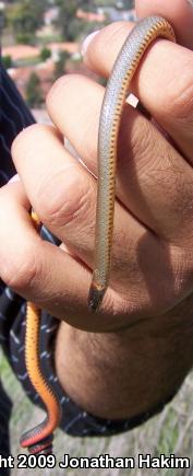 San Bernardino Ring-necked Snake (Diadophis punctatus modestus)