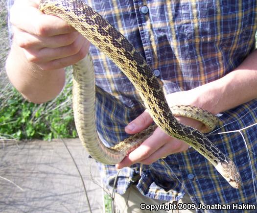 San Diego Gopher Snake (Pituophis catenifer annectens)