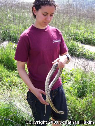 San Diego Gopher Snake (Pituophis catenifer annectens)