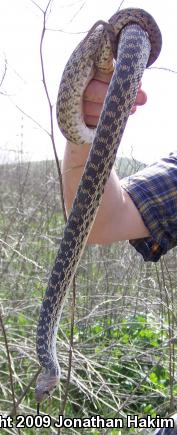 San Diego Gopher Snake (Pituophis catenifer annectens)