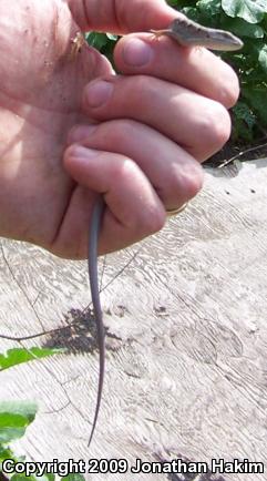 San Diego Alligator Lizard (Elgaria multicarinata webbii)