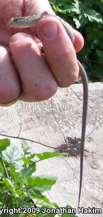 San Diego Alligator Lizard (Elgaria multicarinata webbii)