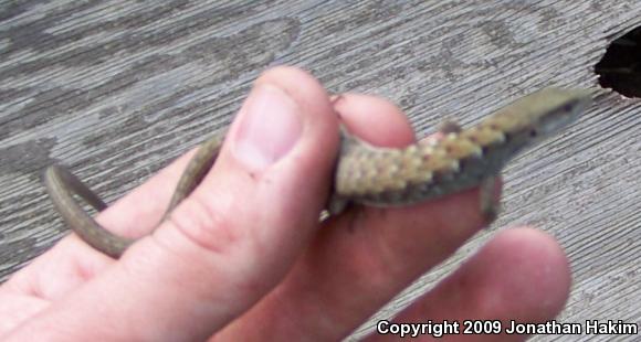 San Diego Alligator Lizard (Elgaria multicarinata webbii)