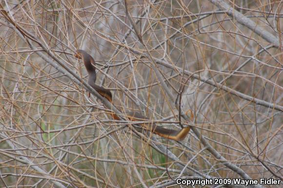 Red-bellied Watersnake (Nerodia erythrogaster erythrogaster)