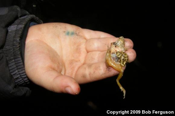 Northern Spring Peeper (Pseudacris crucifer crucifer)