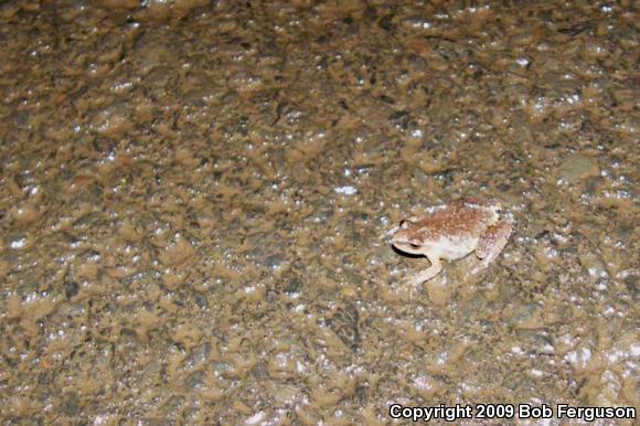 Northern Spring Peeper (Pseudacris crucifer crucifer)