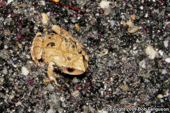 Northern Spring Peeper (Pseudacris crucifer crucifer)