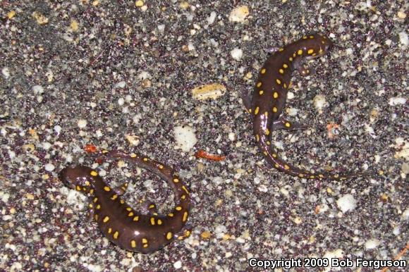 Spotted Salamander (Ambystoma maculatum)