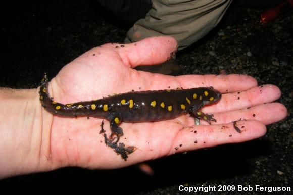 Spotted Salamander (Ambystoma maculatum)