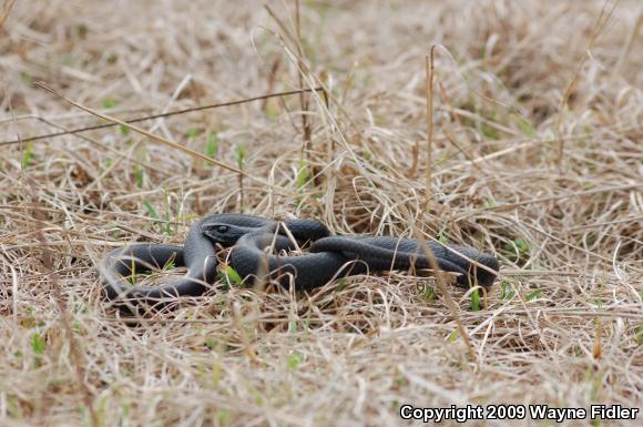 Northern  Black Racer (Coluber constrictor constrictor)