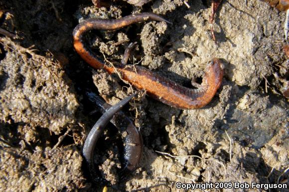 Eastern Red-backed Salamander (Plethodon cinereus)