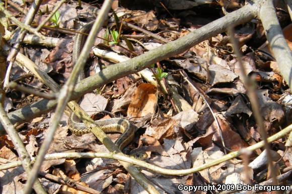 Eastern Gartersnake (Thamnophis sirtalis sirtalis)