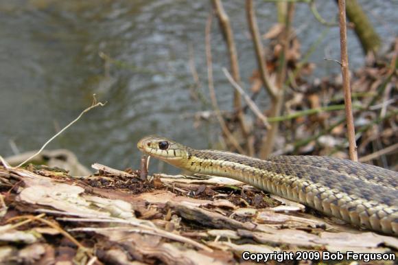 Eastern Gartersnake (Thamnophis sirtalis sirtalis)