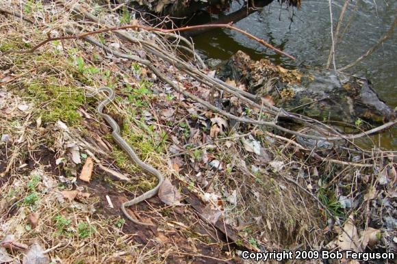 Eastern Gartersnake (Thamnophis sirtalis sirtalis)